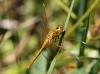 J18_1555 Sympetrum flaveolum female